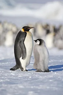 Emperor penguin adult and chick (Aptenodytes forsteri) within colony at Snow Hill Island rookery Emperor penguin adult and chick (Aptenodytes forsteri) within colony at Snow Hill Island rookery