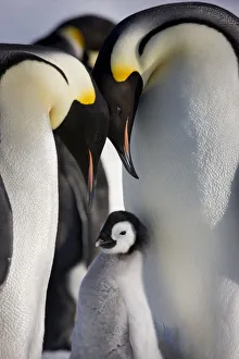 Emperor penguin (Aptenodytes forseteri) with young chick, Snow Hill Island rookery Emperor penguin (Aptenodytes forseteri) with young chick, Snow Hill Island rookery