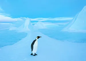 Emperor penguin (Aptenodytes forsteri), Amanda Bay, Prydz Bay, Ingrid Christensen Coast Emperor penguin (Aptenodytes forsteri), Amanda Bay, Prydz Bay, Ingrid Christensen Coast