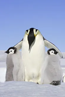 Emperor penguin (Aptenodytes forsteri), adult with two chicks, Snow Hill Island Emperor penguin (Aptenodytes forsteri), adult with two chicks, Snow Hill Island