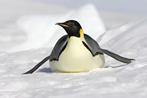 Emperor penguin (Aptenodytes forsteri), tobogganing, Snow Hill Island, Antarctic Emperor penguin (Aptenodytes forsteri), tobogganing, Snow Hill Island, Antarctic