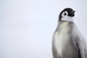 Emperor penguin (Aptenodytes forsteri) chick, Ross Sea, Antarctica Emperor penguin (Aptenodytes forsteri) chick, Ross Sea, Antarctica