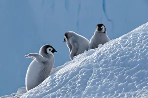 Emperor penguin (Aptenodytes forsteri) chicks, Amanda Bay, Prydz Bay, Ingrid Christensen Coast Emperor penguin (Aptenodytes forsteri) chicks, Amanda Bay, Prydz Bay, Ingrid Christensen Coast