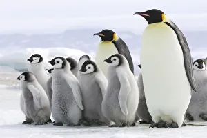Emperor penguin (Aptenodytes forsteri) chicks on ice, Snow Hill Island, Antarctic Emperor penguin (Aptenodytes forsteri) chicks on ice, Snow Hill Island, Antarctic