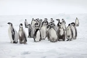Emperor penguin chicks (Aptenodytes forsteri) with lone Adelie penguin (Pygoscelis Emperor penguin chicks (Aptenodytes forsteri) with lone Adelie penguin (Pygoscelis