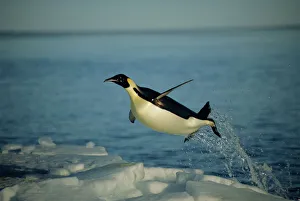 Emperor penguin flying out of water {Aptenodytes forsteri} Cape Washington, Antarctica Emperor penguin flying out of water {Aptenodytes forsteri} Cape Washington, Antarctica