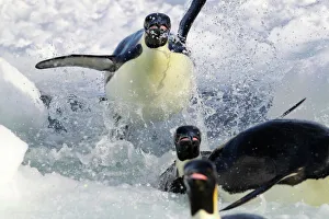 Emperor penguins (Aptenodytes forsteri) explode out of the water, returning to breed Emperor penguins (Aptenodytes forsteri) explode out of the water, returning to breed