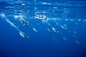Emperor penguins diving {Aptenodytes forsteri} Antarctica Emperor penguins diving {Aptenodytes forsteri} Antarctica