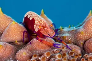 Emperor shrimp (Periclemenes imperator) on sea cucumber (Thelenota ananas) Tubbataha Emperor shrimp (Periclemenes imperator) on sea cucumber (Thelenota ananas) Tubbataha