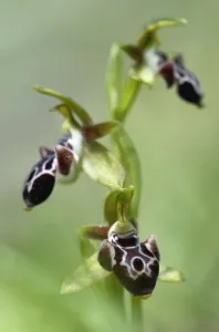 The endemic Cyprus bee orchid (Ophrys kotschyi) in flower, Hisarky, Northern Cyprus The endemic Cyprus bee orchid (Ophrys kotschyi) in flower, Hisarky, Northern Cyprus