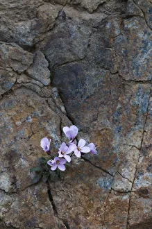 Endemic Rockcress (Arabis purpurea) flowers growing in rock crack, Paphos forest Endemic Rockcress (Arabis purpurea) flowers growing in rock crack, Paphos forest