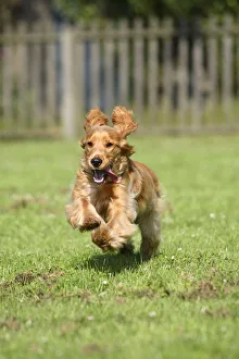 English Cocker Spaniel, 6 month, running with ears flapping English Cocker Spaniel, 6 month, running with ears flapping