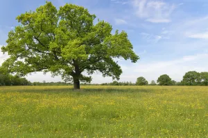 English oak tree (Quercus robur) standing in a formerly farmed meadow with many flowering English oak tree (Quercus robur) standing in a formerly farmed meadow with many flowering
