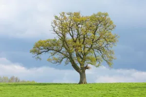 English oak tree (Quercus robur) in field, with early spring growth, Gloucestershire English oak tree (Quercus robur) in field, with early spring growth, Gloucestershire
