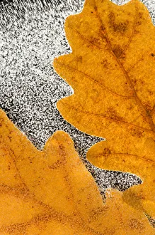 English / Pedunculate oak (Quercus robur) leaves encased in ice (studio) Inversnaid English / Pedunculate oak (Quercus robur) leaves encased in ice (studio) Inversnaid