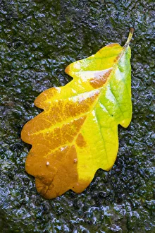 English / Pedunculate oak (Quercus robur) leaf on wet rocks, Aberfoyle, Stirlingshire English / Pedunculate oak (Quercus robur) leaf on wet rocks, Aberfoyle, Stirlingshire