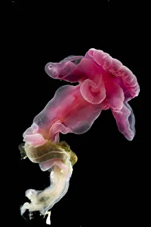 Enteropneust worm / Acorn worm (Yoda purpurata) from the North Atlantic Ocean, southern Enteropneust worm / Acorn worm (Yoda purpurata) from the North Atlantic Ocean, southern