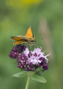 Essex skipper butterfly (Thymelicus lineola) male visiting flower,, Wiltshire, England Essex skipper butterfly (Thymelicus lineola) male visiting flower,, Wiltshire, England