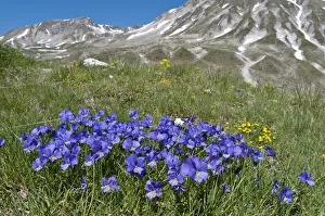 Eugenias Violet (Viola eugeniaea) in flower, blue form, Campo Imperatore, Gran Sasso Eugenias Violet (Viola eugeniaea) in flower, blue form, Campo Imperatore, Gran Sasso