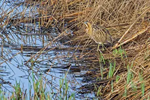 Western European Bird Species Prints: Eurasian bittern (Botaurus stellaris) foraging in dense reedbed along lake shore in winter at nature reserve De Gavers
