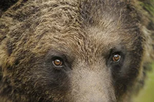 Eurasian brown bear (Ursus arctos) close-up of face, Suomussalmi, Finland, July 2008 Eurasian brown bear (Ursus arctos) close-up of face, Suomussalmi, Finland, July 2008