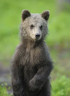 Eurasian brown bear (Ursus arctos) cub portrait, Suomussalmi, Finland, July 2008 Eurasian brown bear (Ursus arctos) cub portrait, Suomussalmi, Finland, July 2008