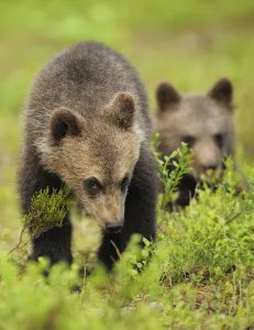 Two Eurasian brown bear (Ursus arctos) cubs, Suomussalmi, Finland, July 2008 Two Eurasian brown bear (Ursus arctos) cubs, Suomussalmi, Finland, July 2008