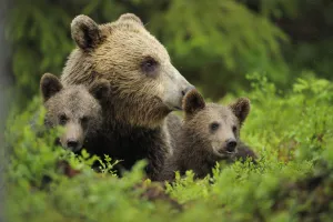 Eurasian brown bear (Ursus arctos) with two cubs, Suomussalmi, Finland, July 2008 Eurasian brown bear (Ursus arctos) with two cubs, Suomussalmi, Finland, July 2008