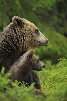 Eurasian brown bear (Ursus arctos) mother and cub, Suomussalmi, Finland, July 2008 Eurasian brown bear (Ursus arctos) mother and cub, Suomussalmi, Finland, July 2008