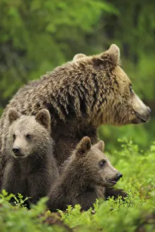 Eurasian brown bear (Ursus arctos) mother with two cubs, Suomussalmi, Finland, July 2008 Eurasian brown bear (Ursus arctos) mother with two cubs, Suomussalmi, Finland, July 2008