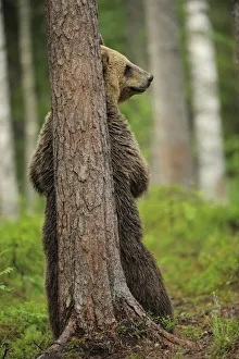 Eurasian brown bear (Ursus arctos) rubbing back against tree, Suomussalmi, Finland Eurasian brown bear (Ursus arctos) rubbing back against tree, Suomussalmi, Finland