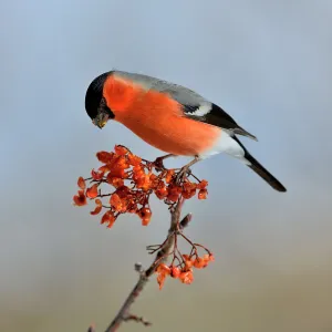 Eurasian bullfinch (Pyrrhula pyrrhula) male on a branch feeding on Rowan (Sorbus Eurasian bullfinch (Pyrrhula pyrrhula) male on a branch feeding on Rowan (Sorbus