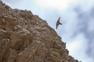 Eurasian crag martin (Ptyonoprogne rupestris) Kawakarpo Mountain
