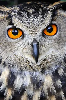 Eurasian eagle-owl (Bubo bubo) captive, France Eurasian eagle-owl (Bubo bubo) captive, France