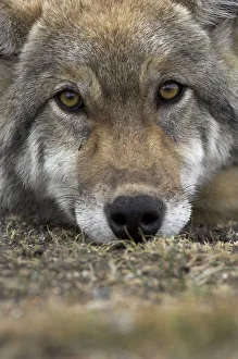 Eurasian / European / Forest Wolf (Canis lupus lupus) head portrait resting on ground Eurasian / European / Forest Wolf (Canis lupus lupus) head portrait resting on ground