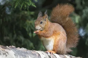 Eurasian red squirrel (Sciurus vulgaris), feeding on seeds in cone, Plas Newydd, Anglesey Eurasian red squirrel (Sciurus vulgaris), feeding on seeds in cone, Plas Newydd, Anglesey
