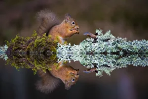 Eurasian red squirrel (Sciurus vulgaris) reflected in water, Cairngorms National Park Eurasian red squirrel (Sciurus vulgaris) reflected in water, Cairngorms National Park