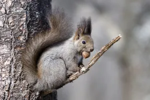 Eurasian red squirrel (Sciurus vulgaris orientis) sitting on branch with nut in mouth Eurasian red squirrel (Sciurus vulgaris orientis) sitting on branch with nut in mouth