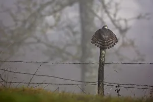 Eurasian Sparrowhawk (Accipiter nisus) rear view perching on fence post with tail Eurasian Sparrowhawk (Accipiter nisus) rear view perching on fence post with tail