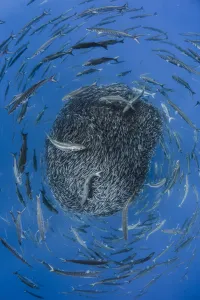 European barracuda (Sphyraena sphyraena) and Bluefish (Pomatomus saltatrix) circling European barracuda (Sphyraena sphyraena) and Bluefish (Pomatomus saltatrix) circling