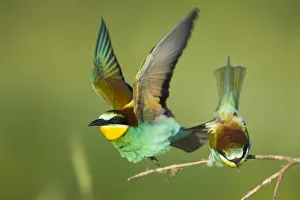 European bee-eater (Merops apiaster) pair in courtship display, Bulgaria, May 2008 European bee-eater (Merops apiaster) pair in courtship display, Bulgaria, May 2008