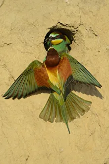 European bee eater (Merops apiaster) pair at nest at breeding site, Danube delta rewilding area European bee eater (Merops apiaster) pair at nest at breeding site, Danube delta rewilding area