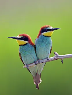 European Bee-eater (Merops apiaster) pair perched, Pusztaszer, Hungary, May 2008 European Bee-eater (Merops apiaster) pair perched, Pusztaszer, Hungary, May 2008