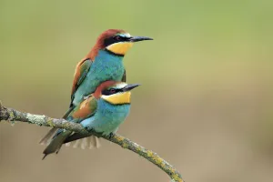 European bee eaters (Merops apiaster) mating, Sierra de Grazalema Natural Park, El Bosque European bee eaters (Merops apiaster) mating, Sierra de Grazalema Natural Park, El Bosque