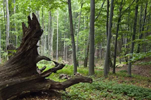 European beech forest (Fagus sylvatica) with large fallen tree, Slanske Vrchy mountains European beech forest (Fagus sylvatica) with large fallen tree, Slanske Vrchy mountains