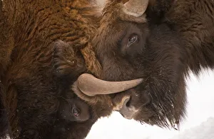 Two European bison (Bison bonasus) fighting, Bialowieza NP, Poland, February 2009 Two European bison (Bison bonasus) fighting, Bialowieza NP, Poland, February 2009