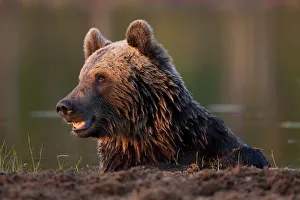 European brown bear (Ursos arctos) resting after swimming in lake, Kuhmo, Finland European brown bear (Ursos arctos) resting after swimming in lake, Kuhmo, Finland