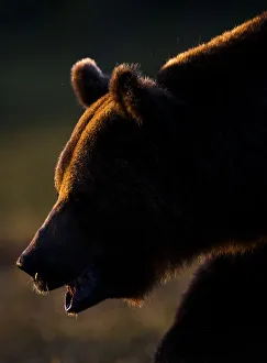 European brown bear (Ursos arctos) backlit by sun, Kuhmo, Finland, July 2009 WWE BOOK European brown bear (Ursos arctos) backlit by sun, Kuhmo, Finland, July 2009 WWE BOOK