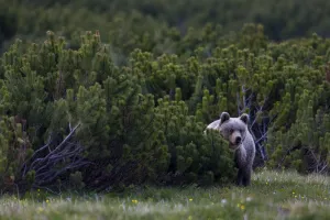 European brown bear (Ursus arctos) solitary female peering from behind Dwarf mountain pines European brown bear (Ursus arctos) solitary female peering from behind Dwarf mountain pines