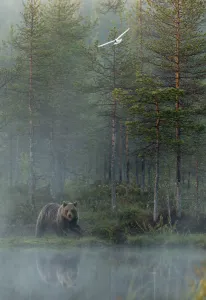 European Brown Bear (Ursus arctos) reflected in forest pond in evening mist, Finland European Brown Bear (Ursus arctos) reflected in forest pond in evening mist, Finland